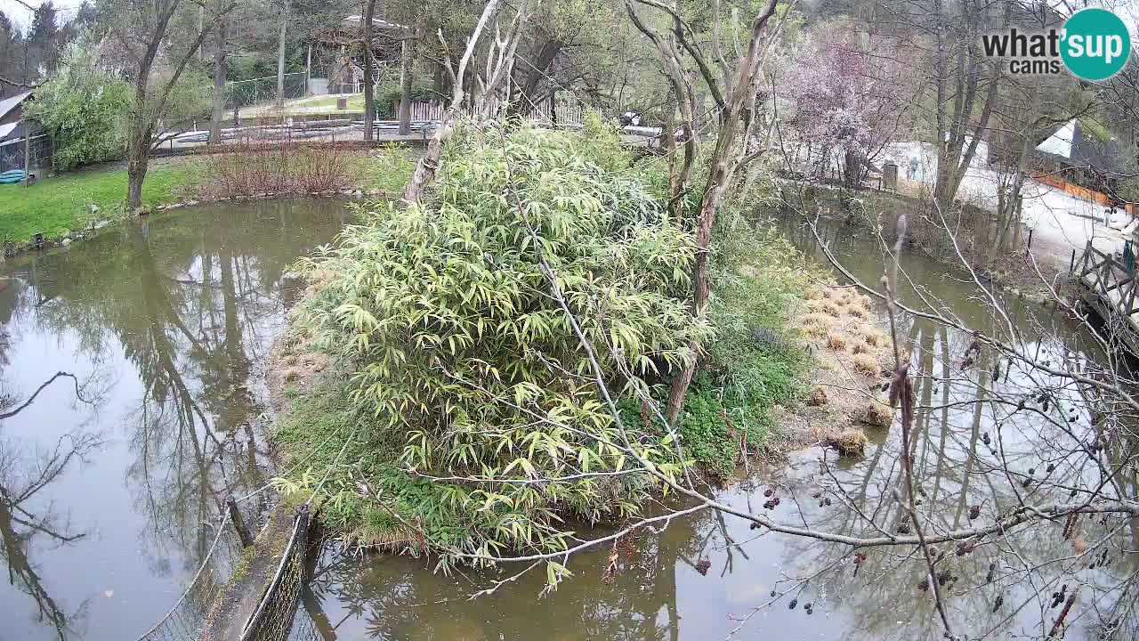 Südlicher Gelbwangen-Schopfgibbon Zoo Ljubljana webcam