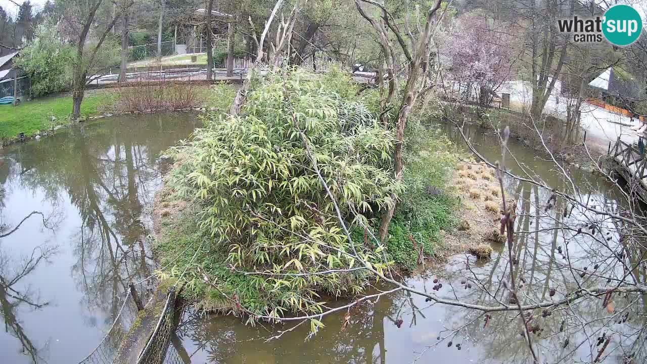 Gibon – Nomascus gabriellae – Zoo Ljubljana web kamera