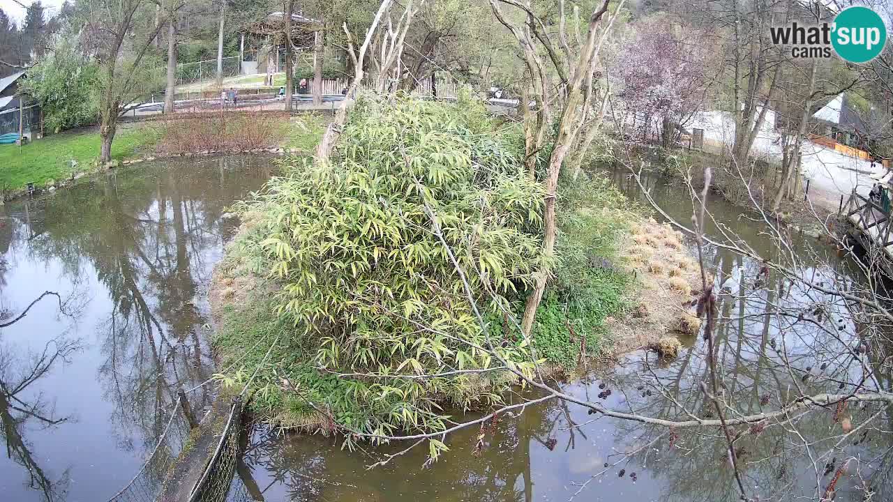 Gibon – Nomascus gabriellae – Zoo Ljubljana web kamera