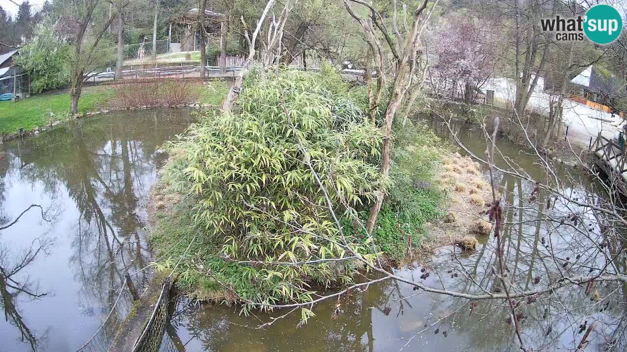 Gibon – Nomascus gabriellae – Zoo Ljubljana web kamera