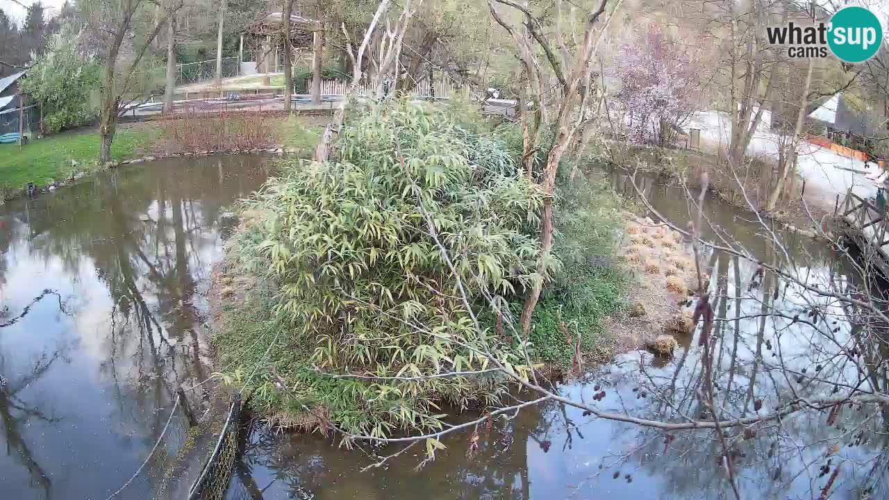 Südlicher Gelbwangen-Schopfgibbon Zoo Ljubljana webcam