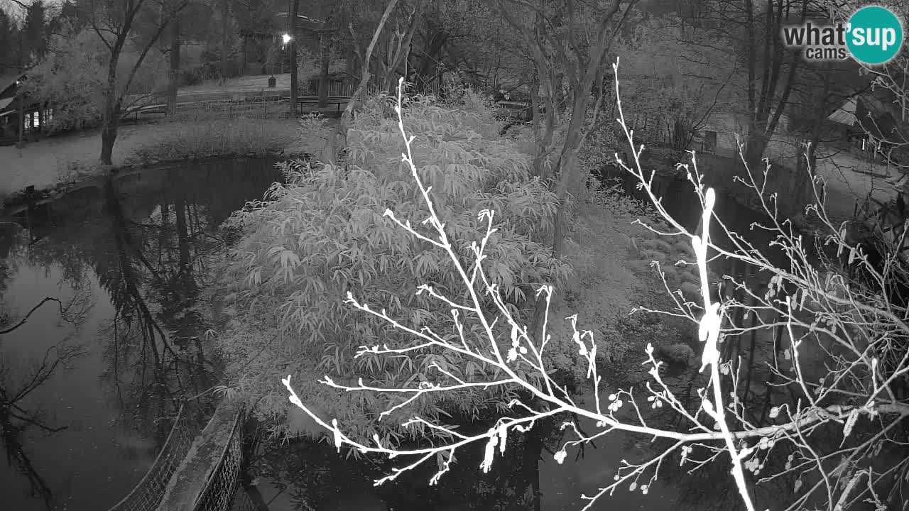 Yellow-cheeked gibbon Zoo Ljubljana livecam