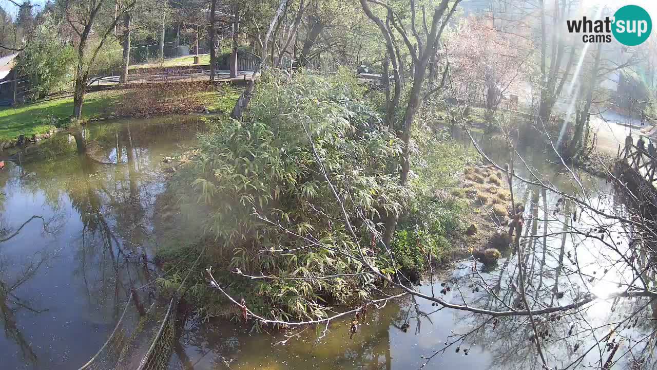 Südlicher Gelbwangen-Schopfgibbon Zoo Ljubljana webcam