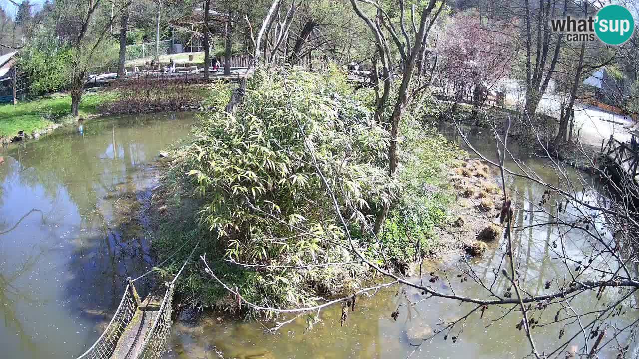 Südlicher Gelbwangen-Schopfgibbon Zoo Ljubljana webcam