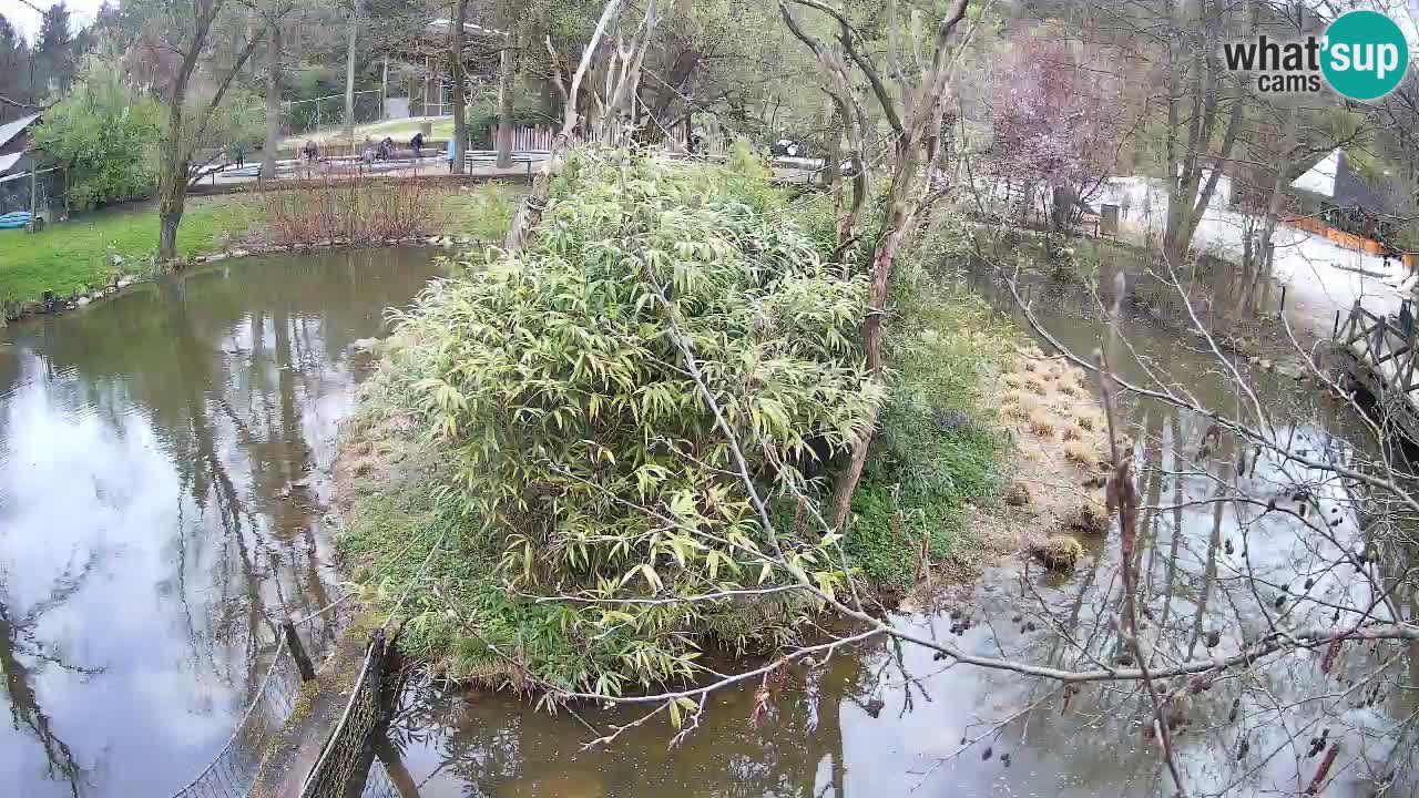 Gibón de mejillas beige Zoo Ljubljana