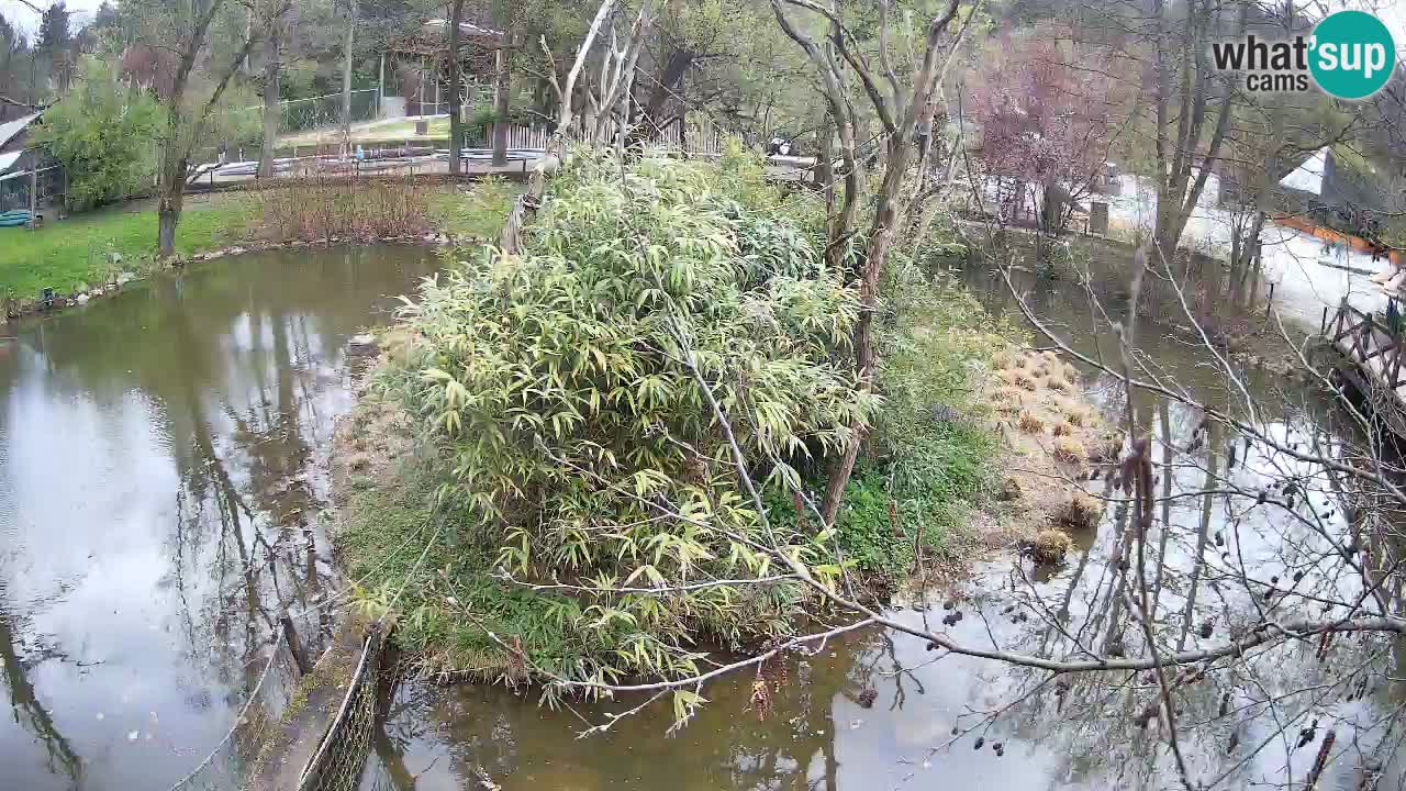 Südlicher Gelbwangen-Schopfgibbon Zoo Ljubljana webcam