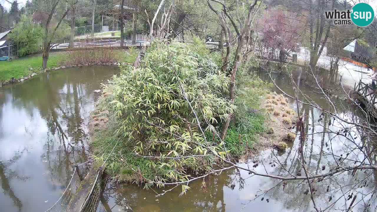 Südlicher Gelbwangen-Schopfgibbon Zoo Ljubljana webcam