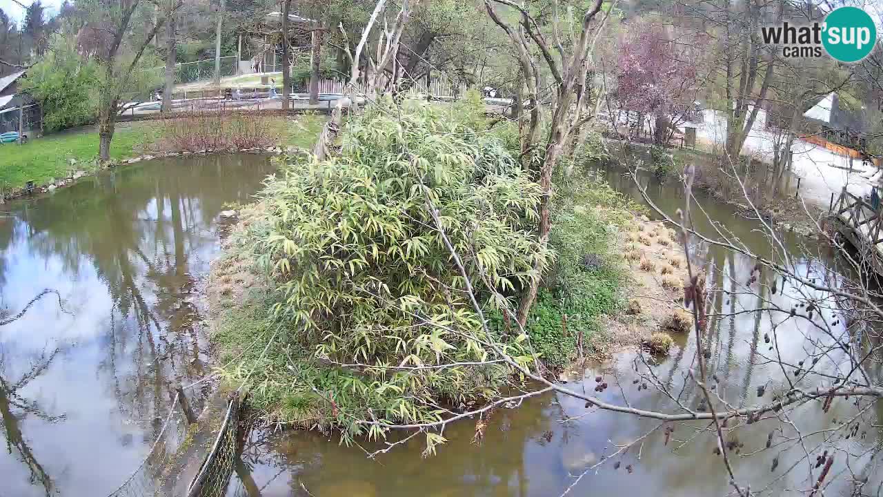 Zlatolični gibon živalski vrt Ljubljana