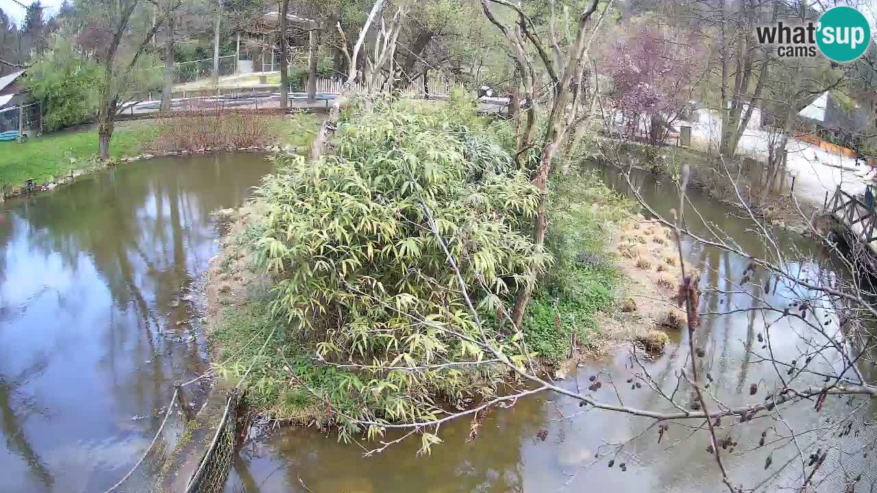 Gibbone dalle guance rosa nello ZOO di Ljubljana