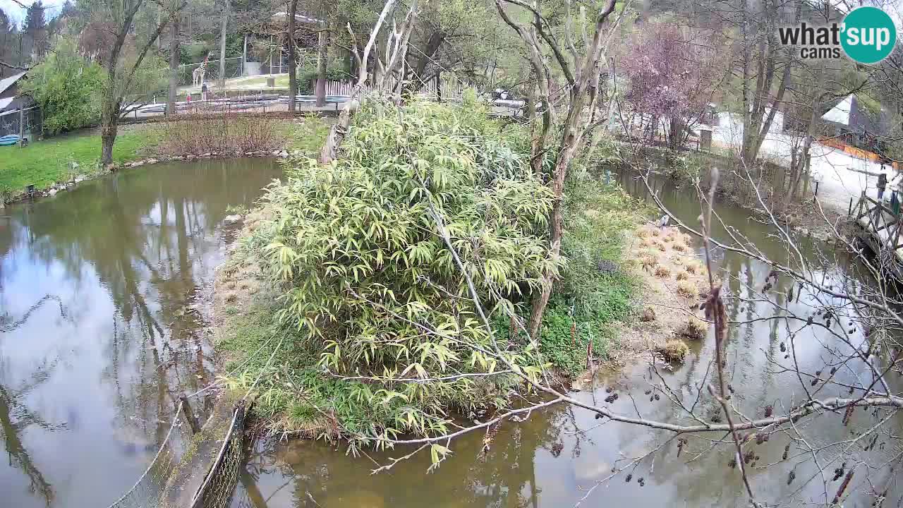 Südlicher Gelbwangen-Schopfgibbon Zoo Ljubljana webcam