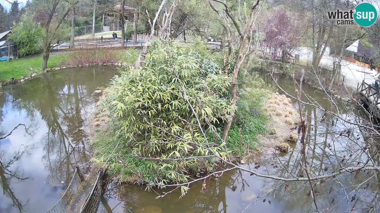 Südlicher Gelbwangen-Schopfgibbon Zoo Ljubljana webcam