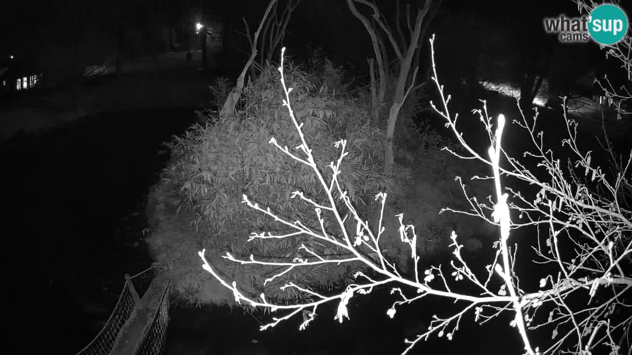 Yellow-cheeked gibbon Zoo Ljubljana livecam