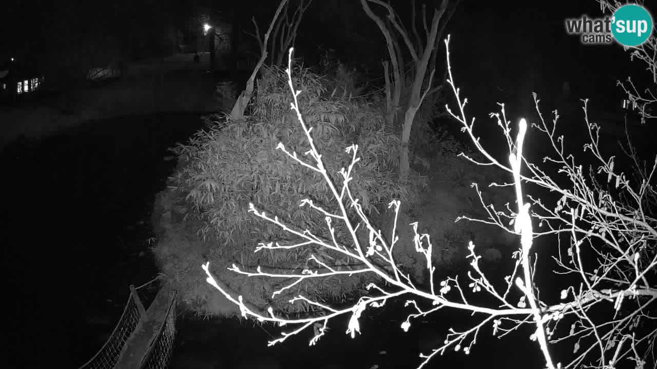 Yellow-cheeked gibbon Zoo Ljubljana livecam