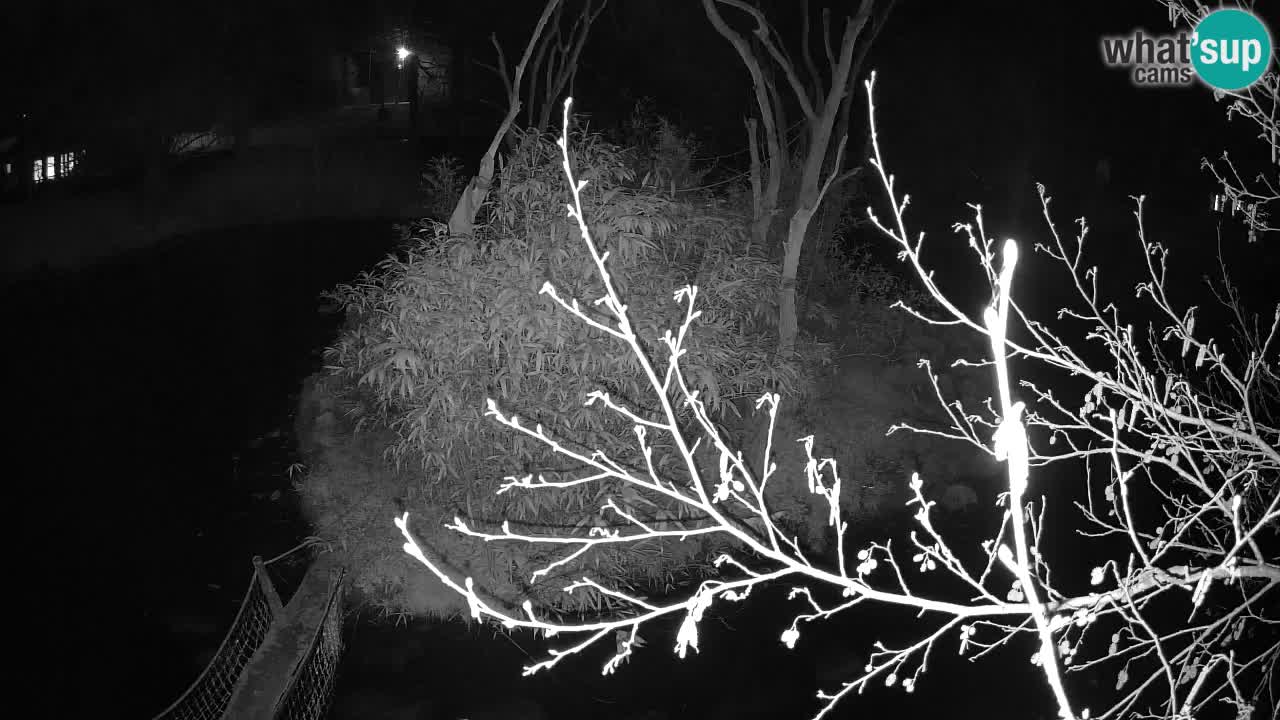 Gibbon à joues jaunes Zoo Ljubljana live cam