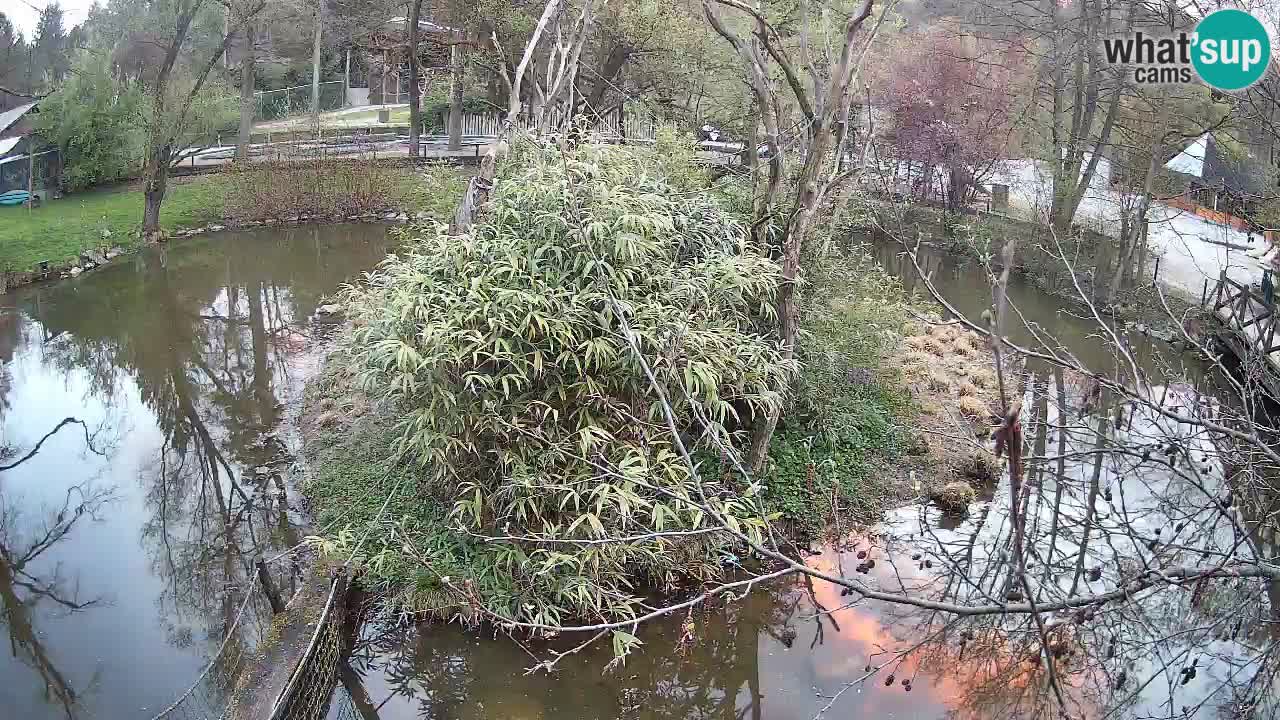 Yellow-cheeked gibbon Zoo Ljubljana livecam