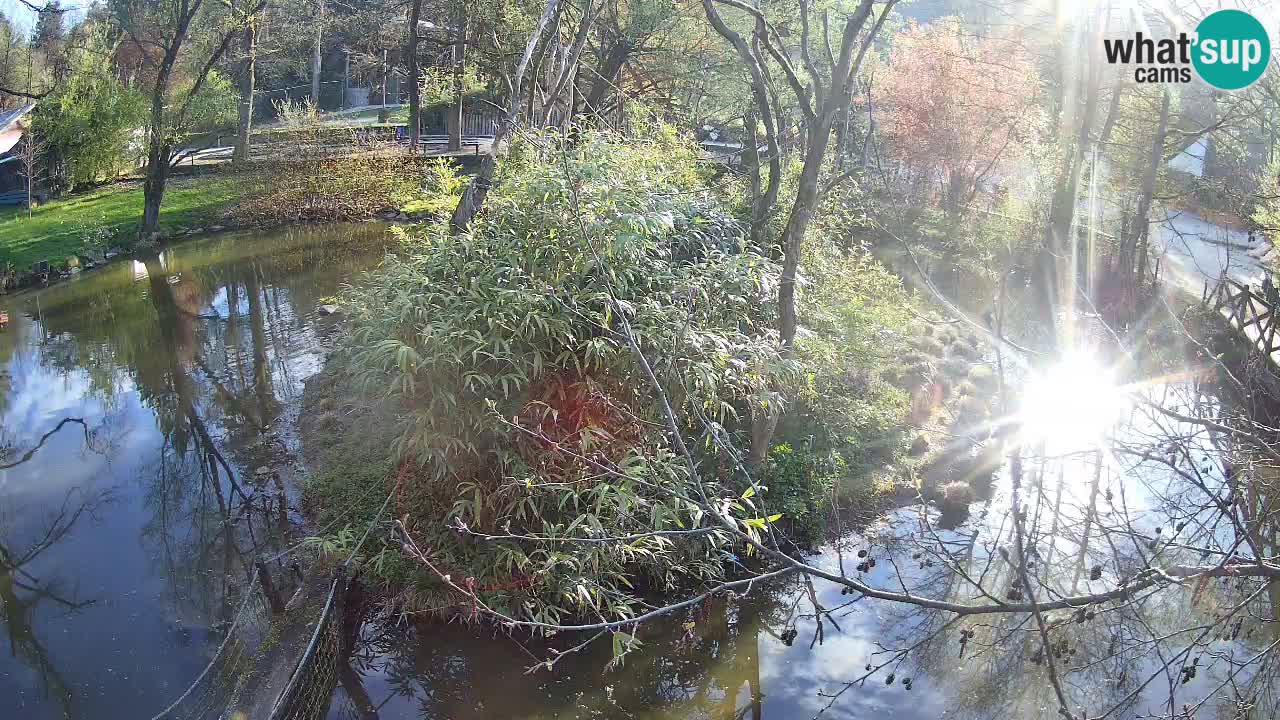 Gibbon à joues jaunes Zoo Ljubljana live cam