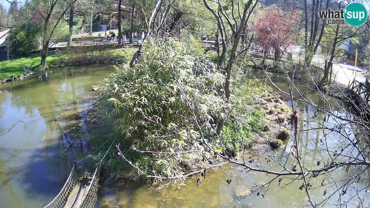 Gibbon à joues jaunes Zoo Ljubljana live cam