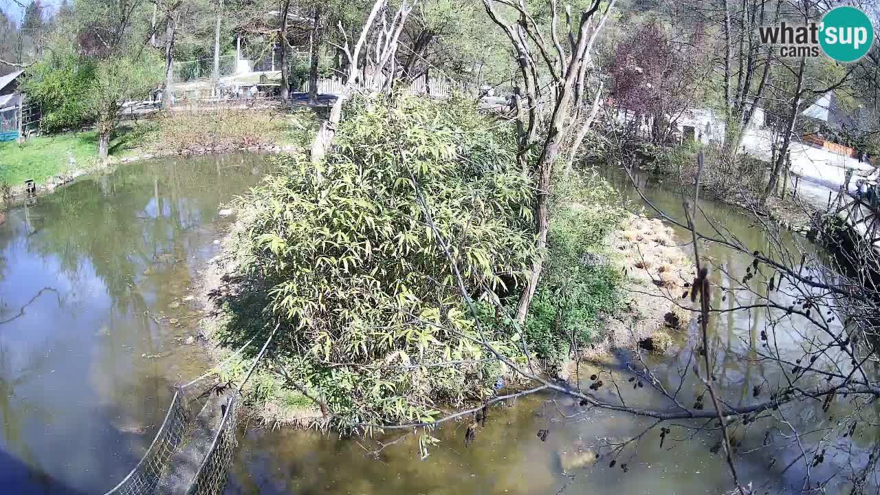 Südlicher Gelbwangen-Schopfgibbon Zoo Ljubljana webcam