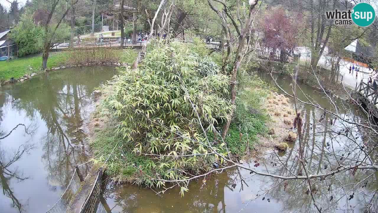 Zlatolični gibon živalski vrt Ljubljana