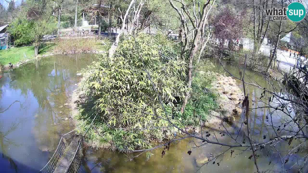 Gibon – Nomascus gabriellae – Zoo Ljubljana web kamera