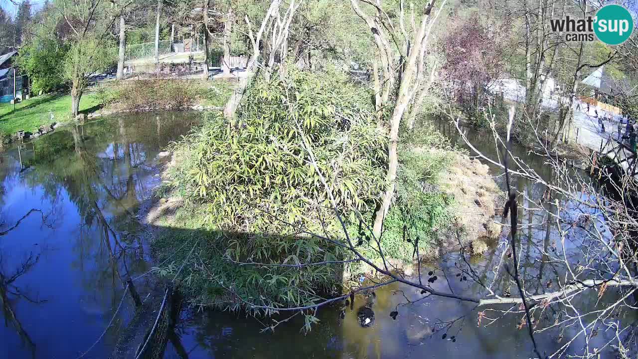 Gibbone dalle guance rosa nello ZOO di Ljubljana