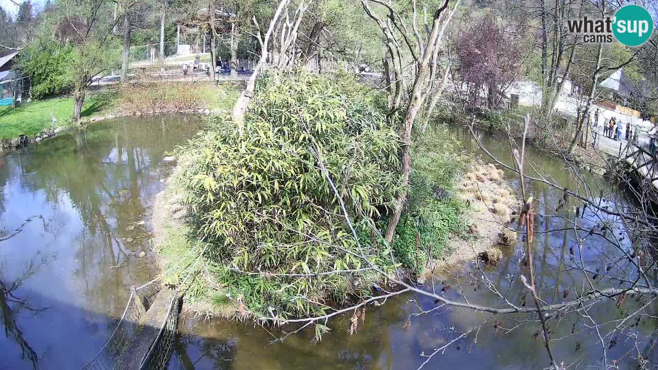 Gibbon à joues jaunes Zoo Ljubljana live cam