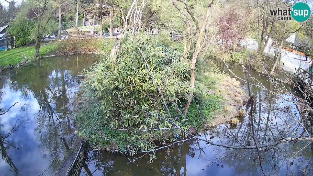 Gibbon à joues jaunes Zoo Ljubljana live cam