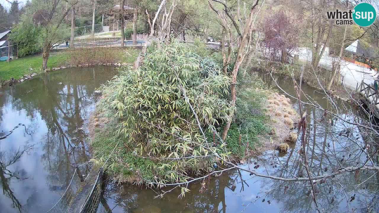 Gibbone dalle guance rosa nello ZOO di Ljubljana