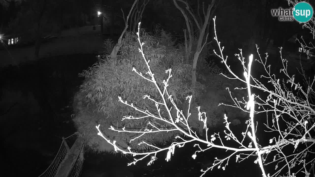 Gibón de mejillas beige Zoo Ljubljana