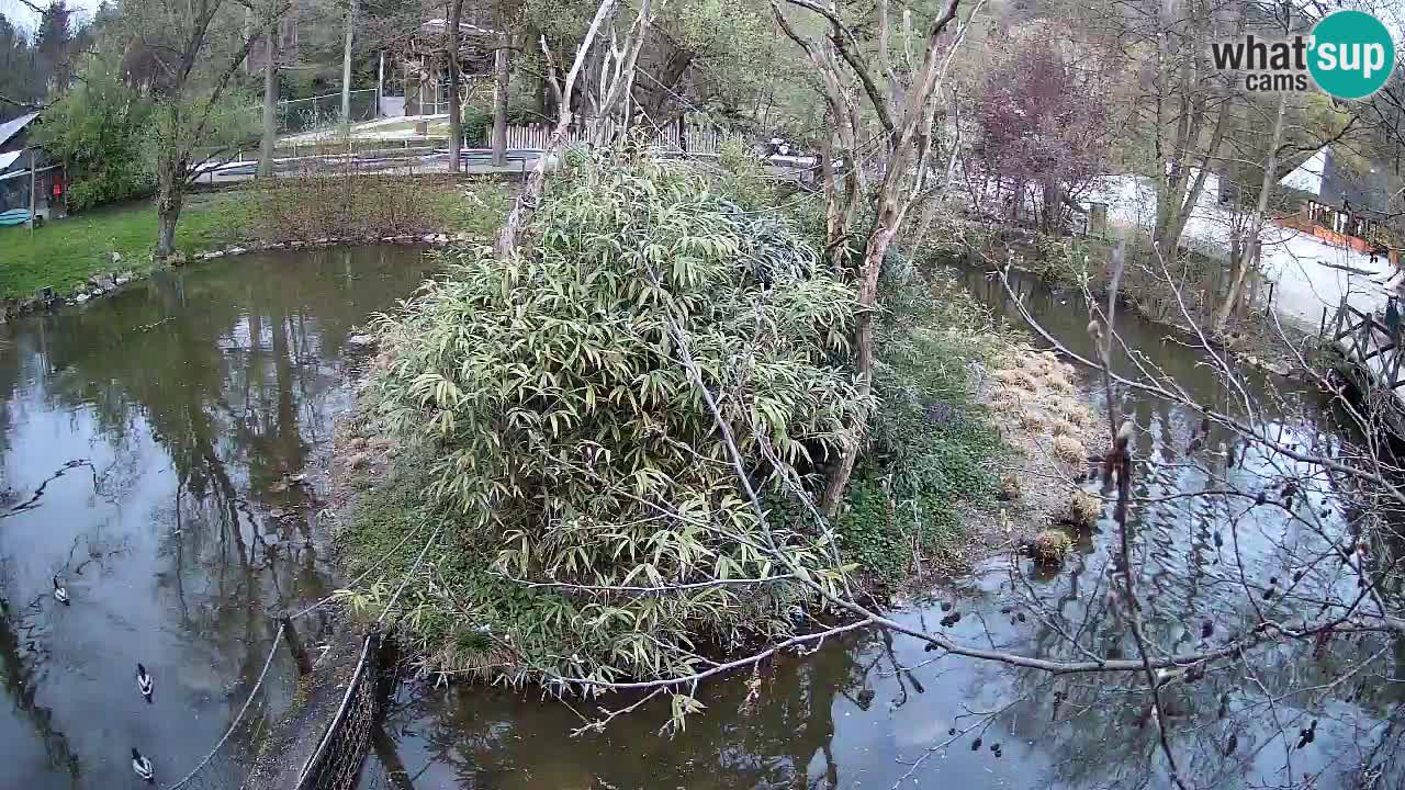 Gibbon à joues jaunes Zoo Ljubljana live cam