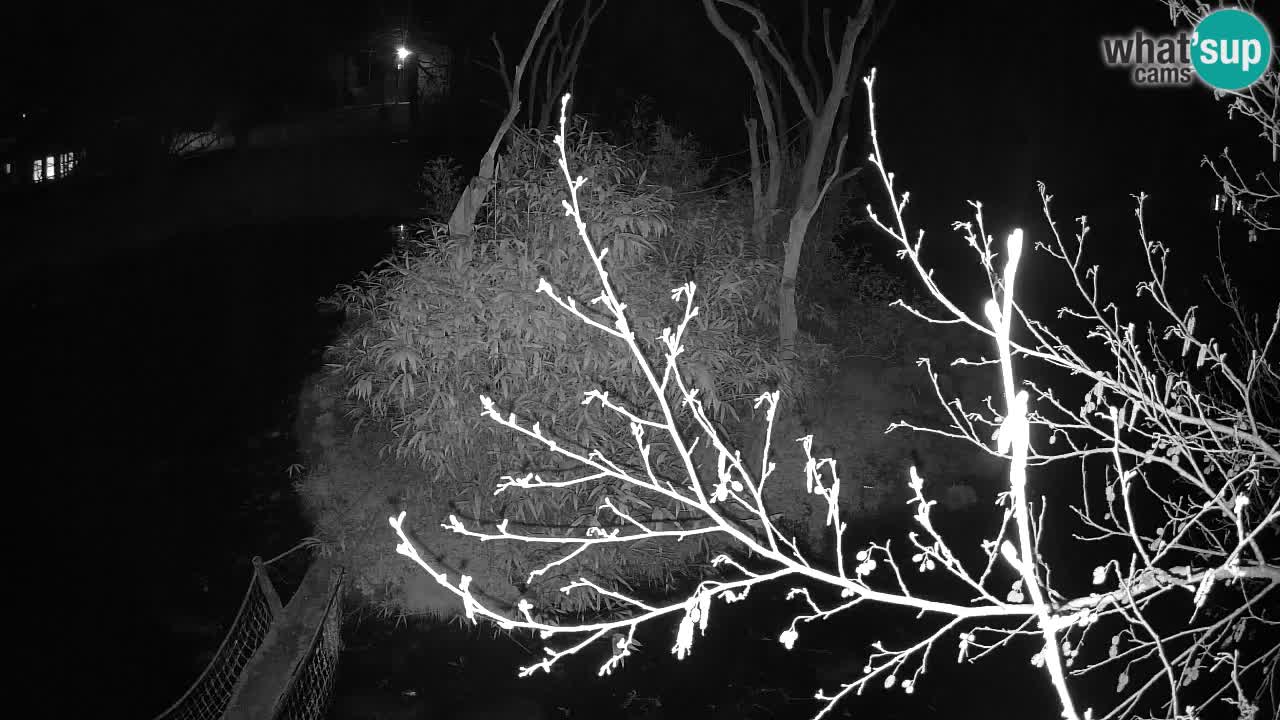 Gibbon à joues jaunes Zoo Ljubljana live cam