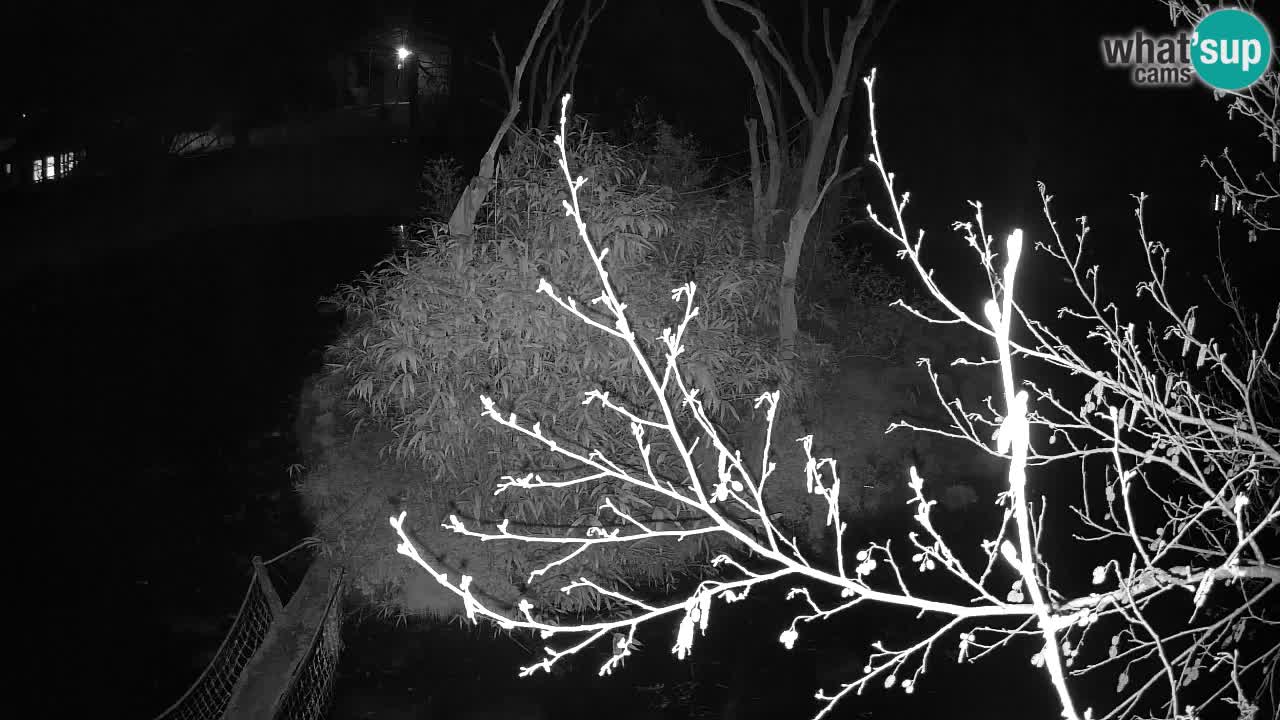 Gibbon à joues jaunes Zoo Ljubljana live cam