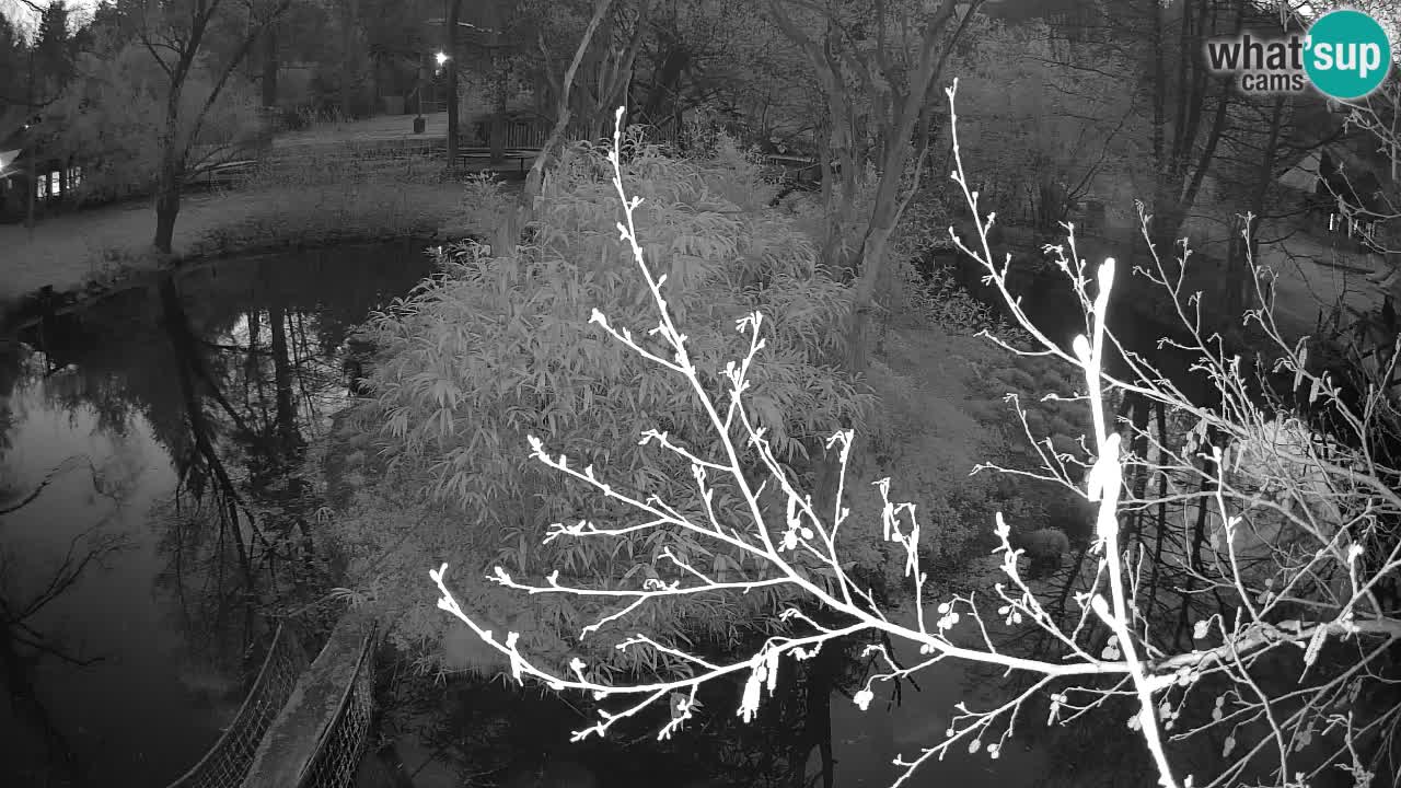 Gibbone dalle guance rosa nello ZOO di Ljubljana