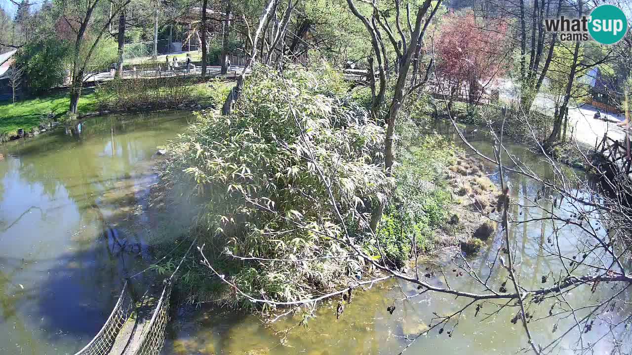 Gibbone dalle guance rosa nello ZOO di Ljubljana