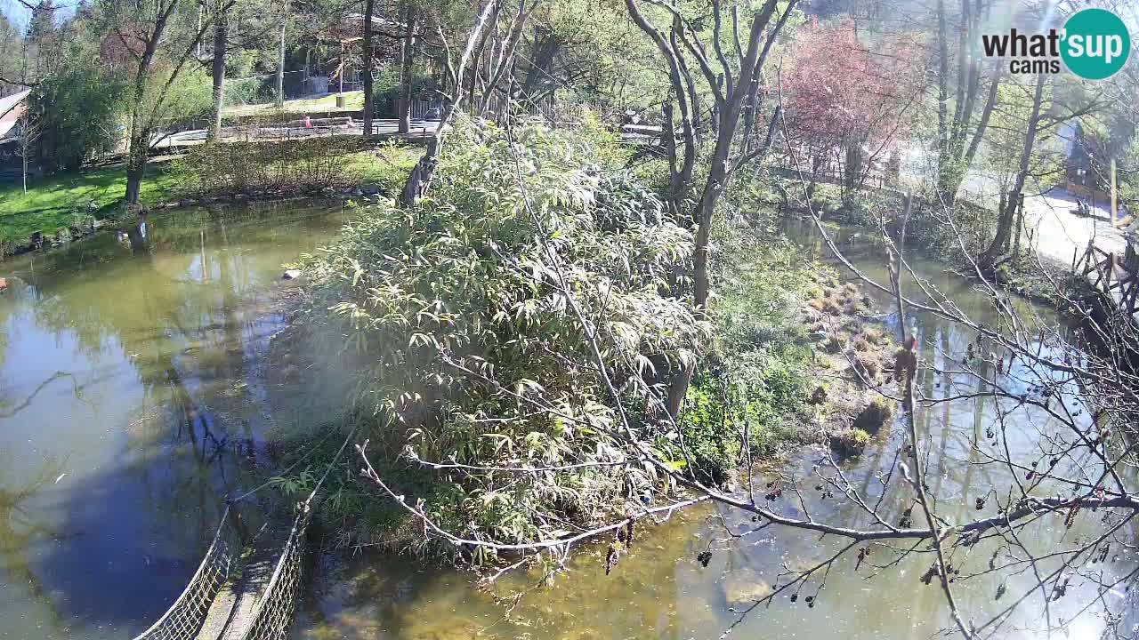 Südlicher Gelbwangen-Schopfgibbon Zoo Ljubljana webcam