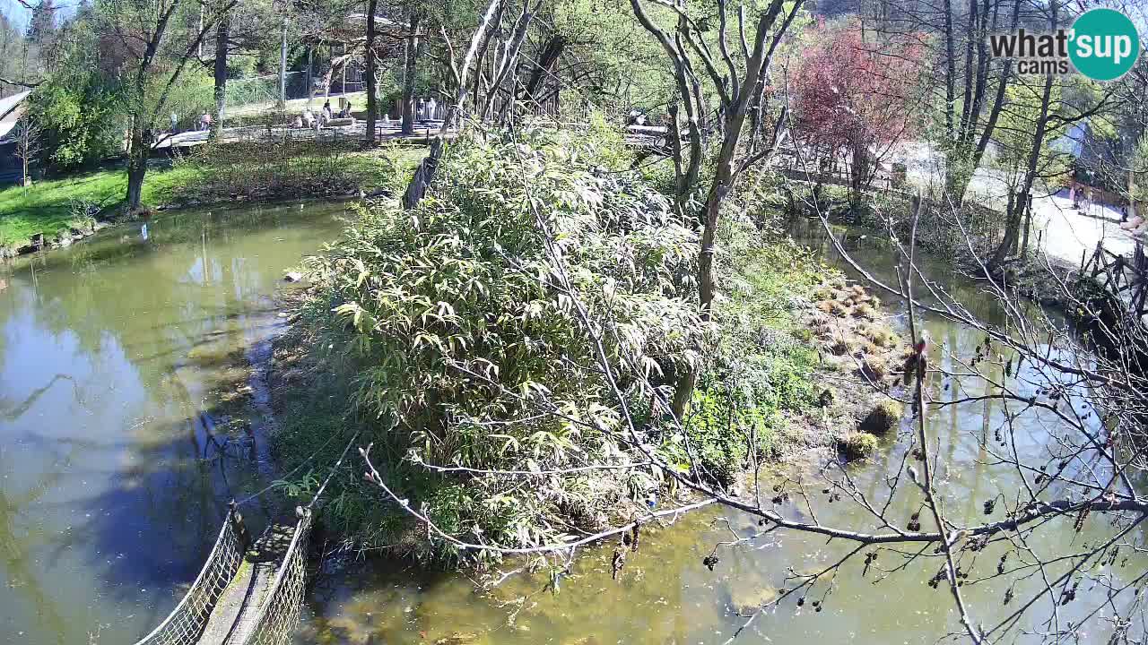Gibon – Nomascus gabriellae – Zoo Ljubljana web kamera
