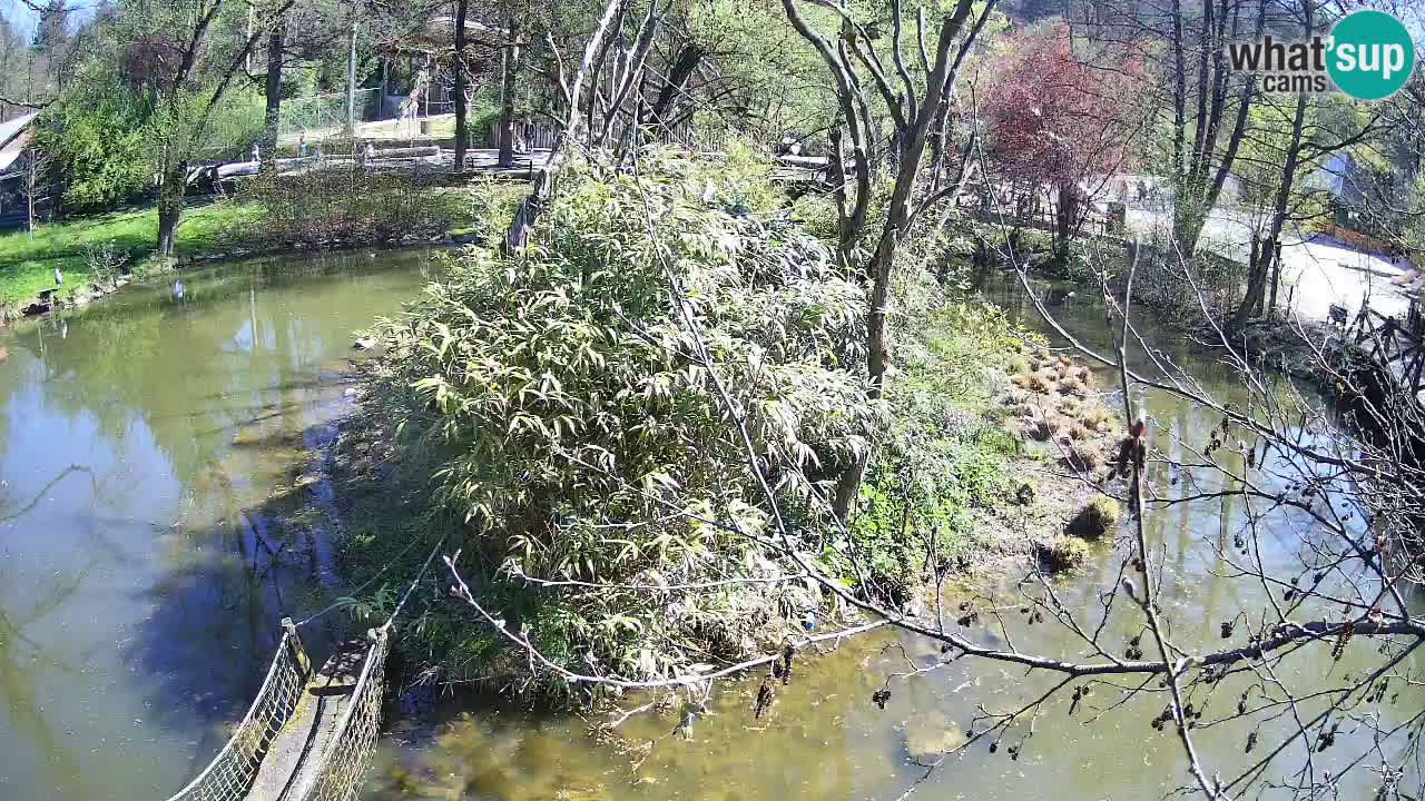 Yellow-cheeked gibbon Zoo Ljubljana livecam