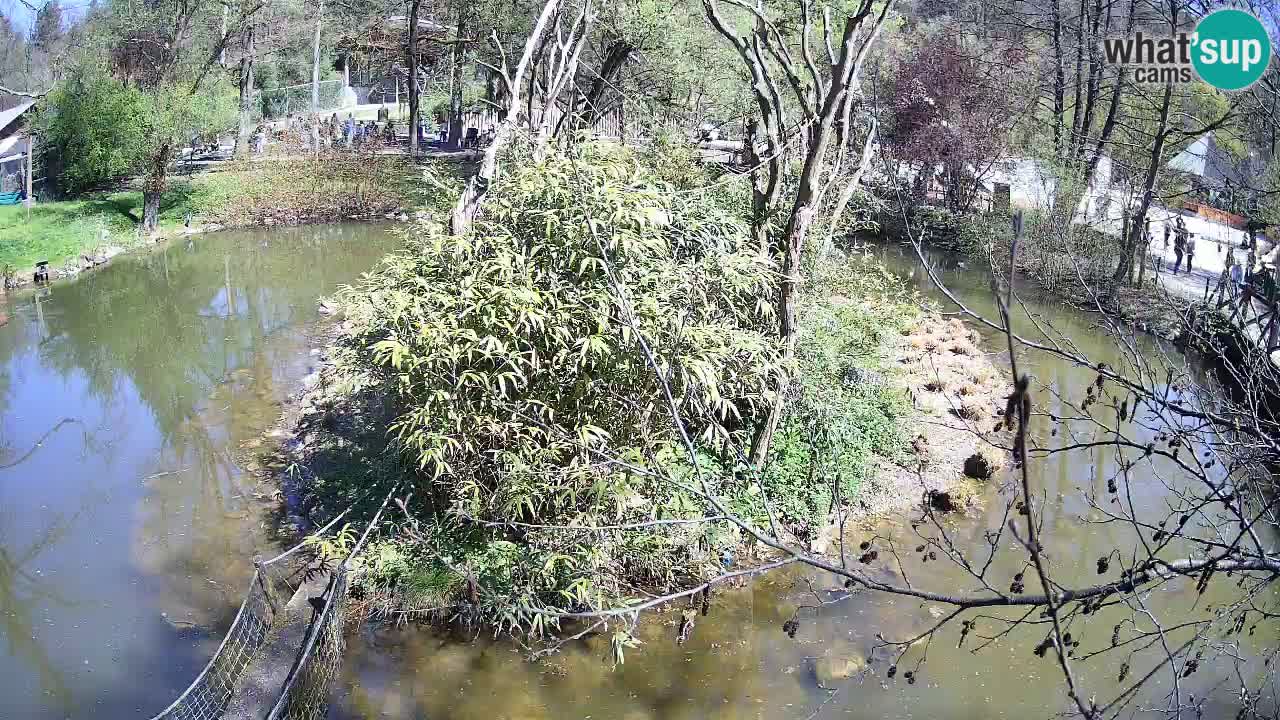 Zlatolični gibon živalski vrt Ljubljana