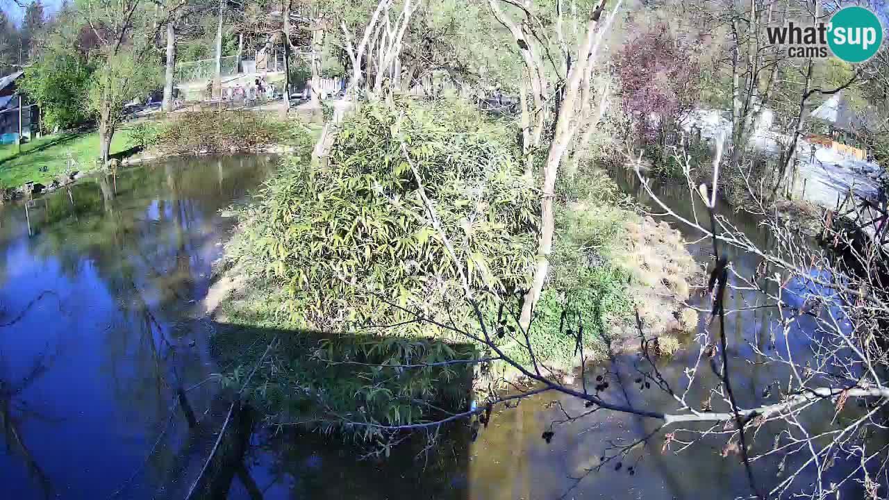 Gibbone dalle guance rosa nello ZOO di Ljubljana