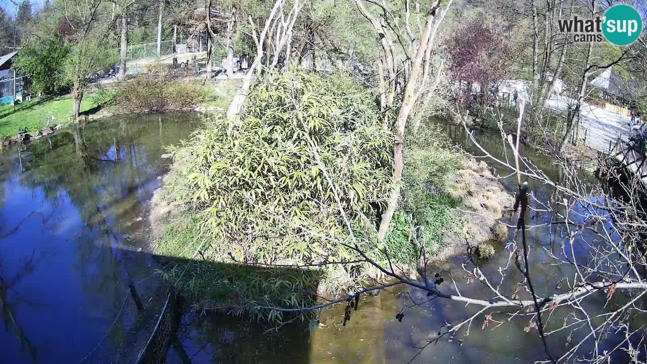 Gibón de mejillas beige Zoo Ljubljana