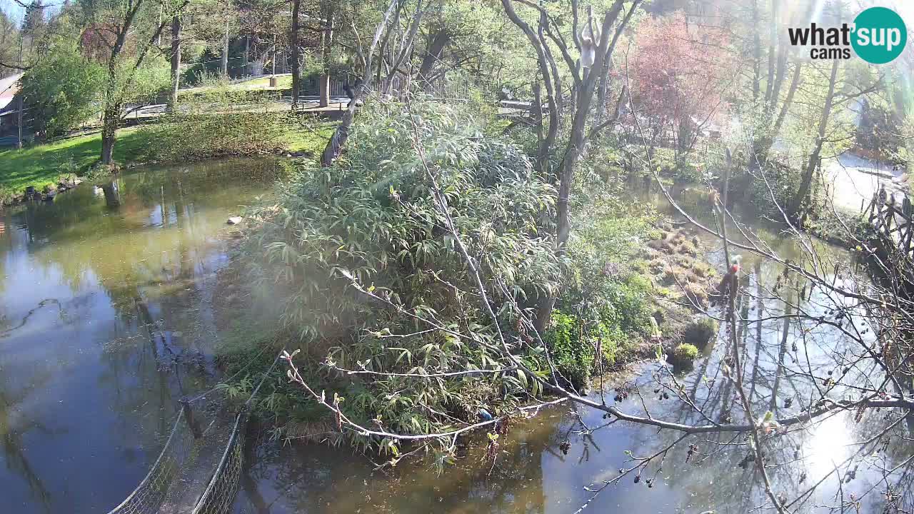 Gibbon à joues jaunes Zoo Ljubljana live cam