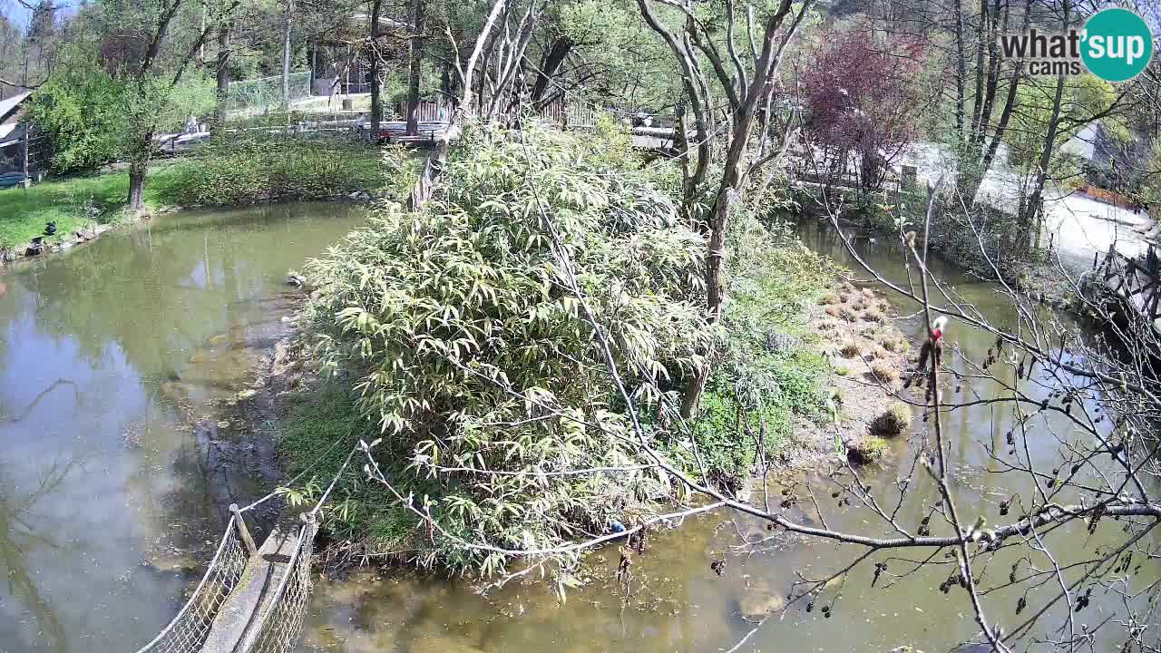 Gibón de mejillas beige Zoo Ljubljana