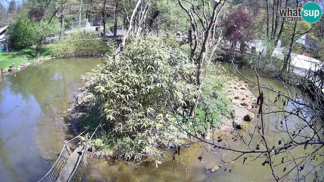 Gibbon à joues jaunes Zoo Ljubljana live cam