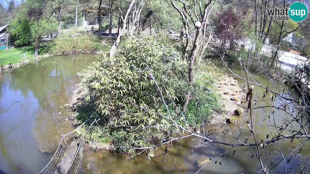 Yellow-cheeked gibbon Zoo Ljubljana livecam