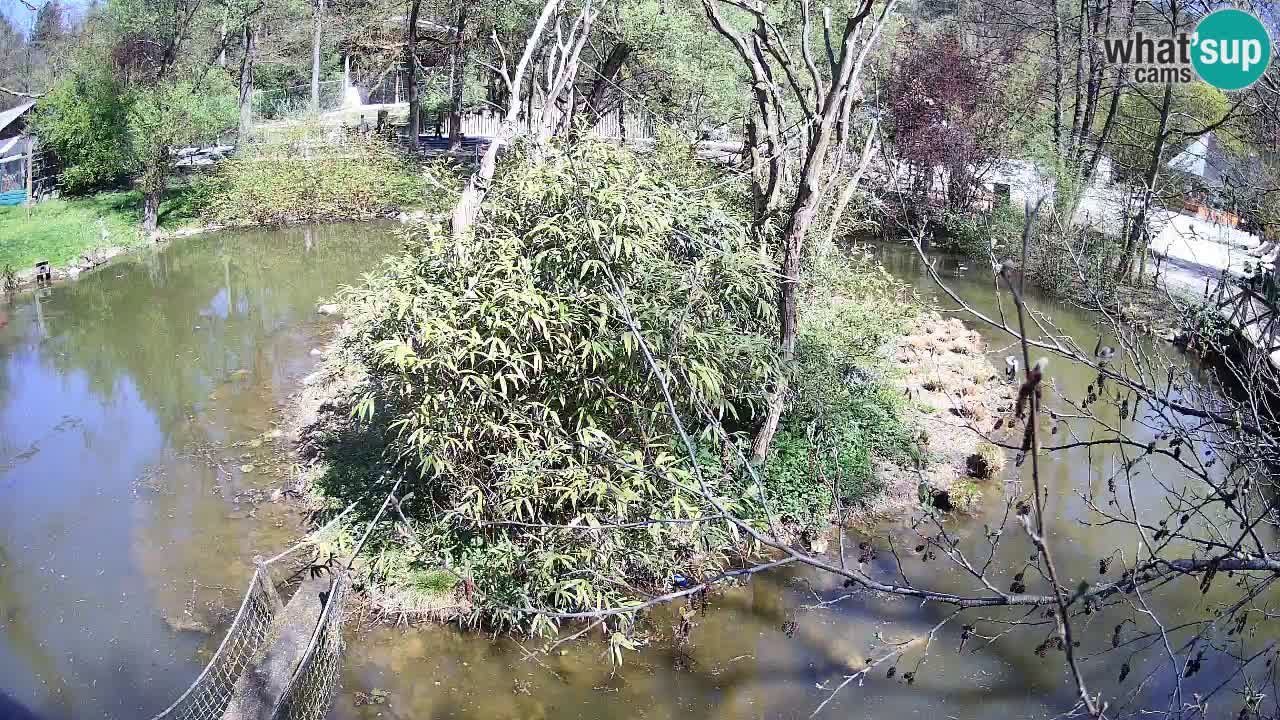 Gibón de mejillas beige Zoo Ljubljana