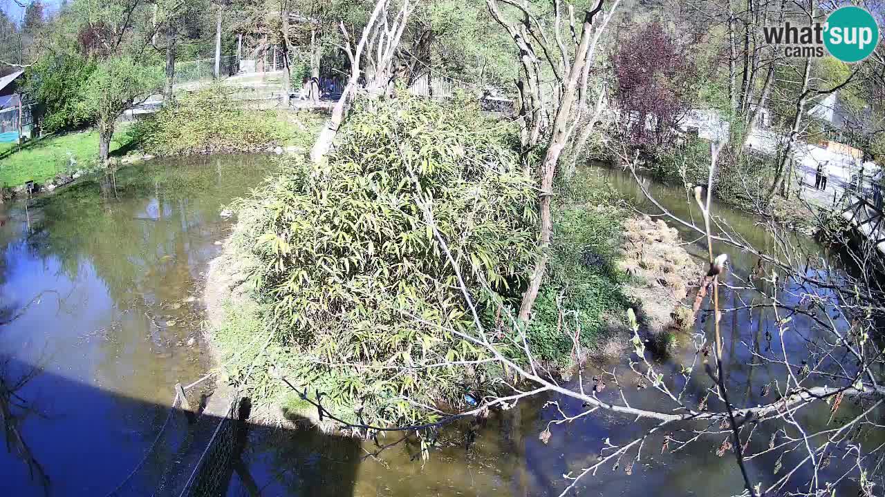 Südlicher Gelbwangen-Schopfgibbon Zoo Ljubljana webcam