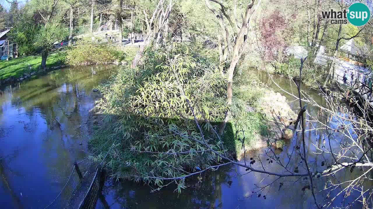Südlicher Gelbwangen-Schopfgibbon Zoo Ljubljana webcam