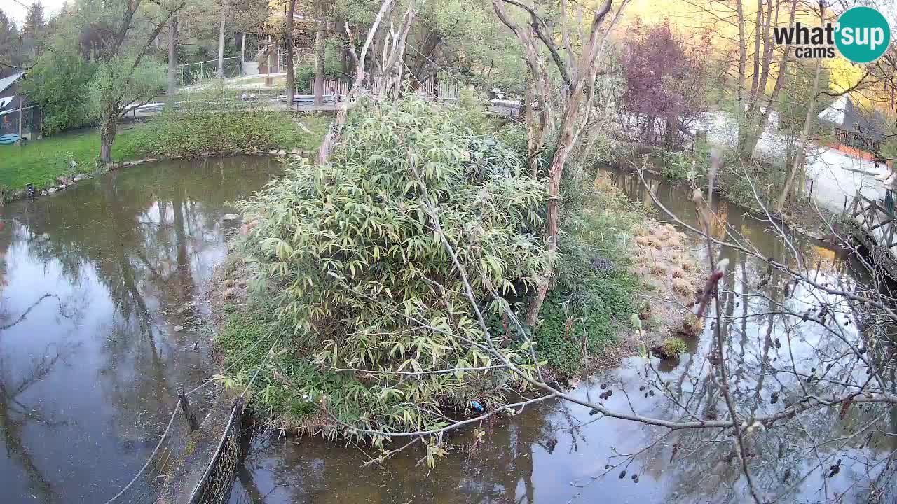 Südlicher Gelbwangen-Schopfgibbon Zoo Ljubljana webcam