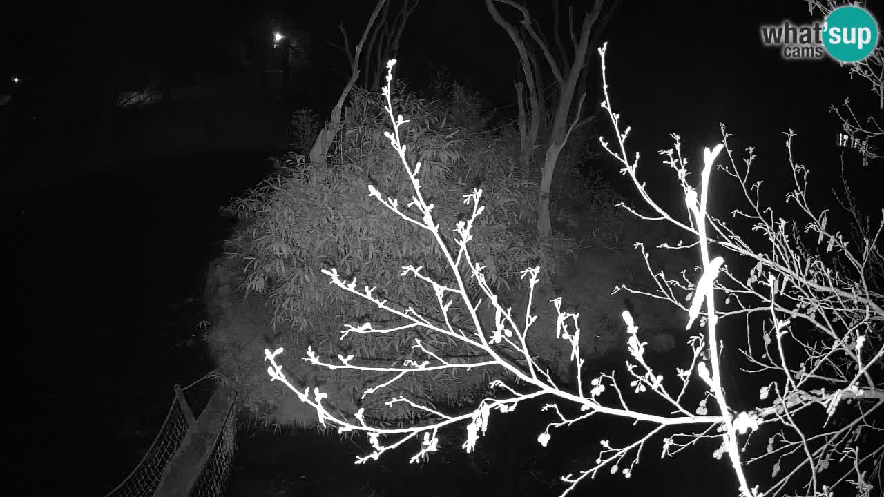 Zlatolični gibon živalski vrt Ljubljana