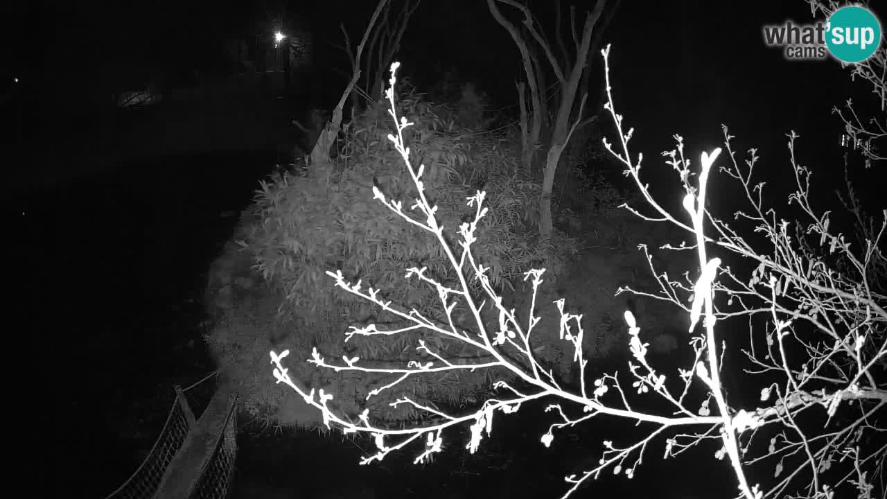 Yellow-cheeked gibbon Zoo Ljubljana livecam